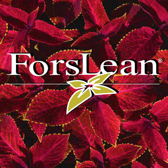 ForsLean coleus forskohlii extract